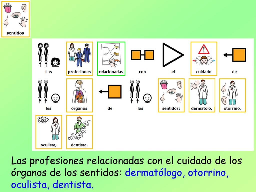 Las profesiones relacionadas con el cuidado de los órganos de los sentidos: dermatólogo, otorrino, oculista, dentista.