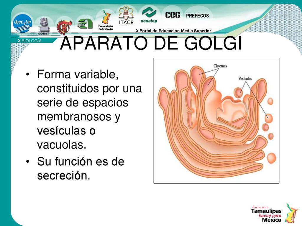 APARATO DE GOLGI Forma variable, constituidos por una serie de espacios membranosos y vesículas o vacuolas.