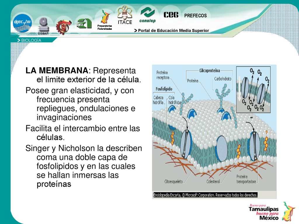 LA MEMBRANA: Representa el limite exterior de la célula.