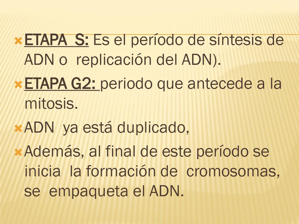 ETAPA S: Es el período de síntesis de ADN o replicación del ADN).