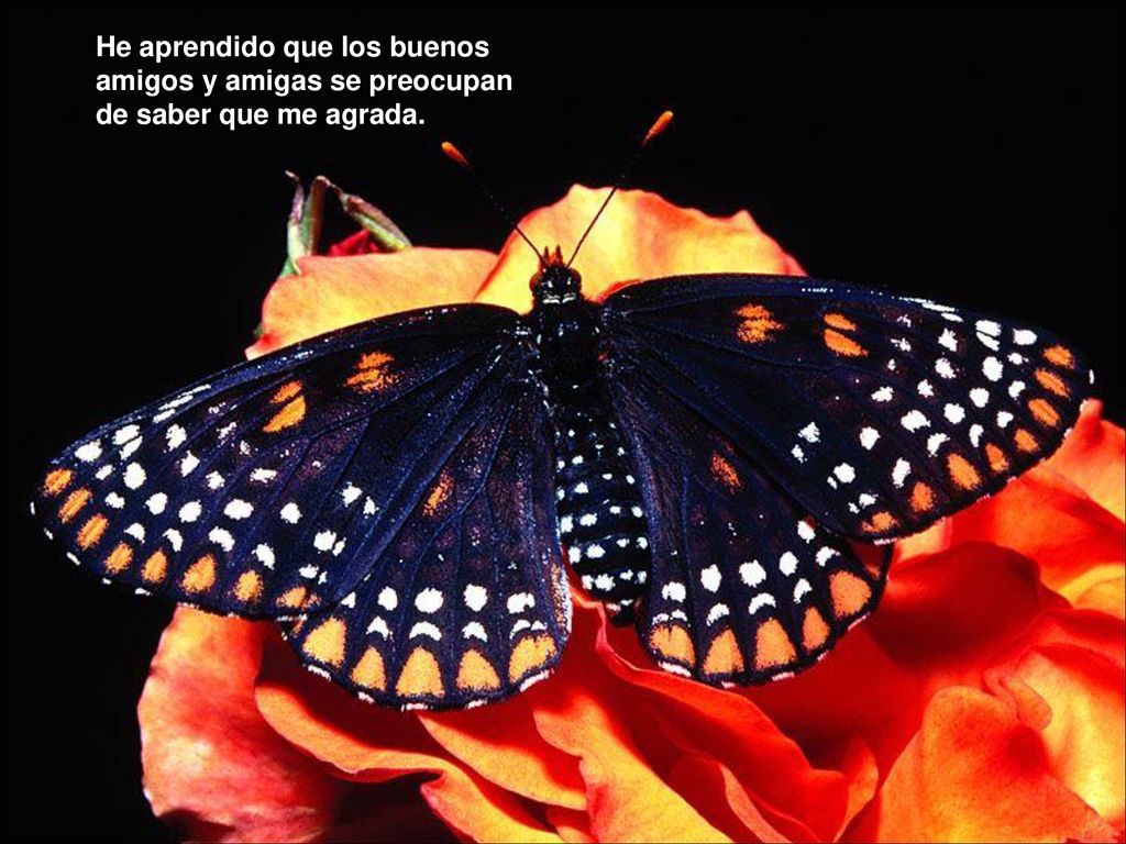 He aprendido que los buenos amigos y amigas se preocupan de saber que me agrada.