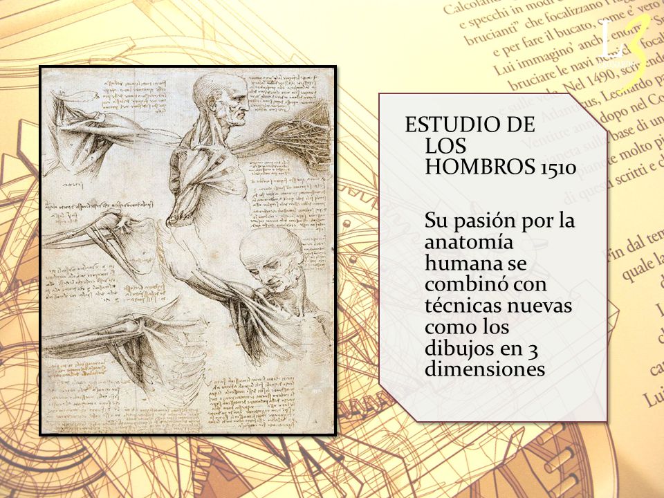 ESTUDIO DE LOS HOMBROS 1510 Su pasión por la anatomía humana se combinó con técnicas nuevas como los dibujos en 3 dimensiones.