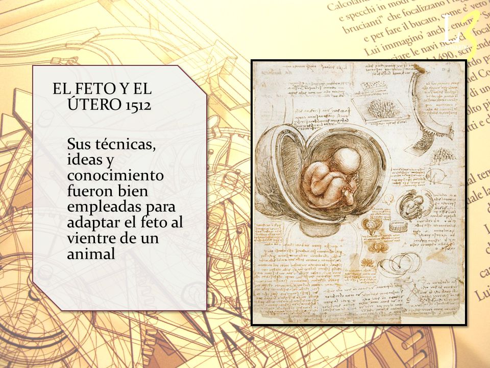 EL FETO Y EL ÚTERO 1512 Sus técnicas, ideas y conocimiento fueron bien empleadas para adaptar el feto al vientre de un animal.