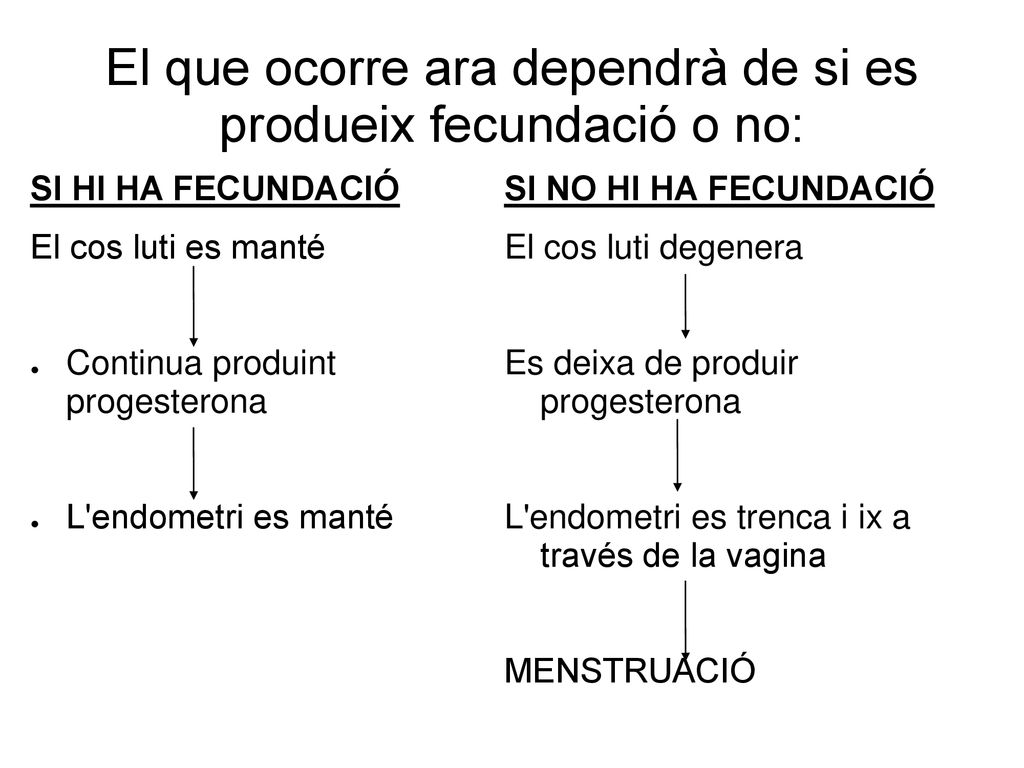 El que ocorre ara dependrà de si es produeix fecundació o no: