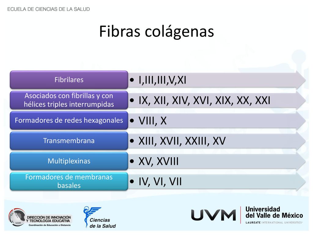 Fibras colágenas I,III,III,V,XI IX, XII, XIV, XVI, XIX, XX, XXI