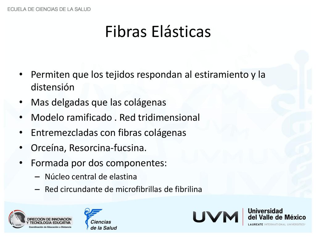 Fibras Elásticas Permiten que los tejidos respondan al estiramiento y la distensión. Mas delgadas que las colágenas.