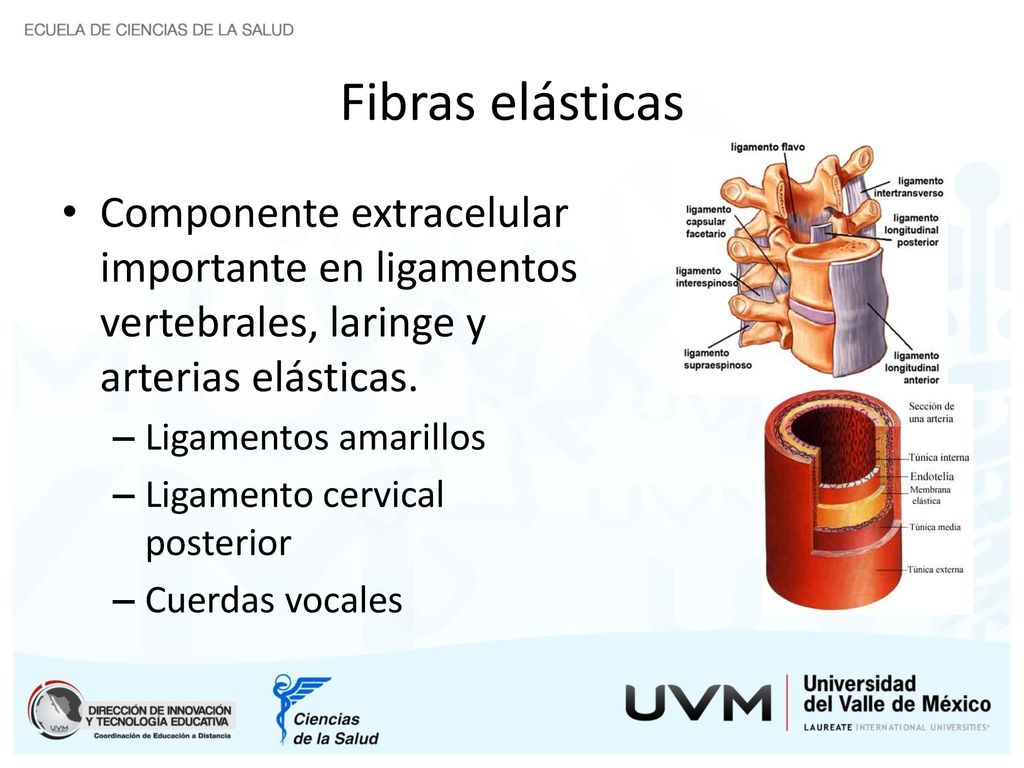 Fibras elásticas Componente extracelular importante en ligamentos vertebrales, laringe y arterias elásticas.