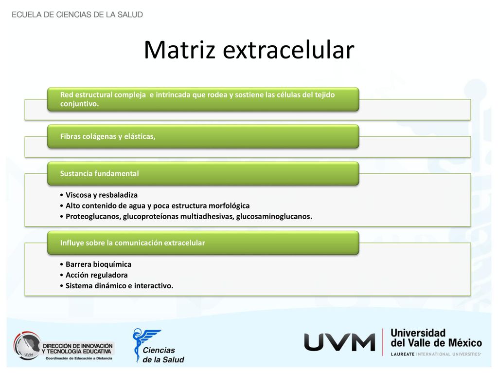 Matriz extracelular Red estructural compleja e intrincada que rodea y sostiene las células del tejido conjuntivo.
