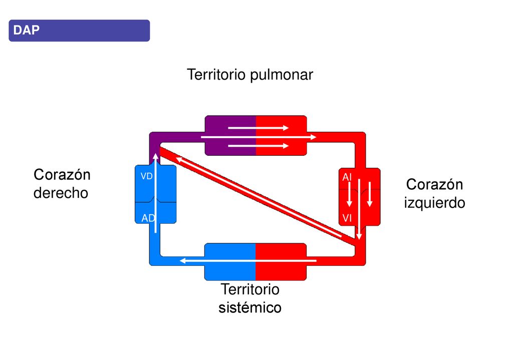 Territorio pulmonar Corazón derecho Corazón izquierdo