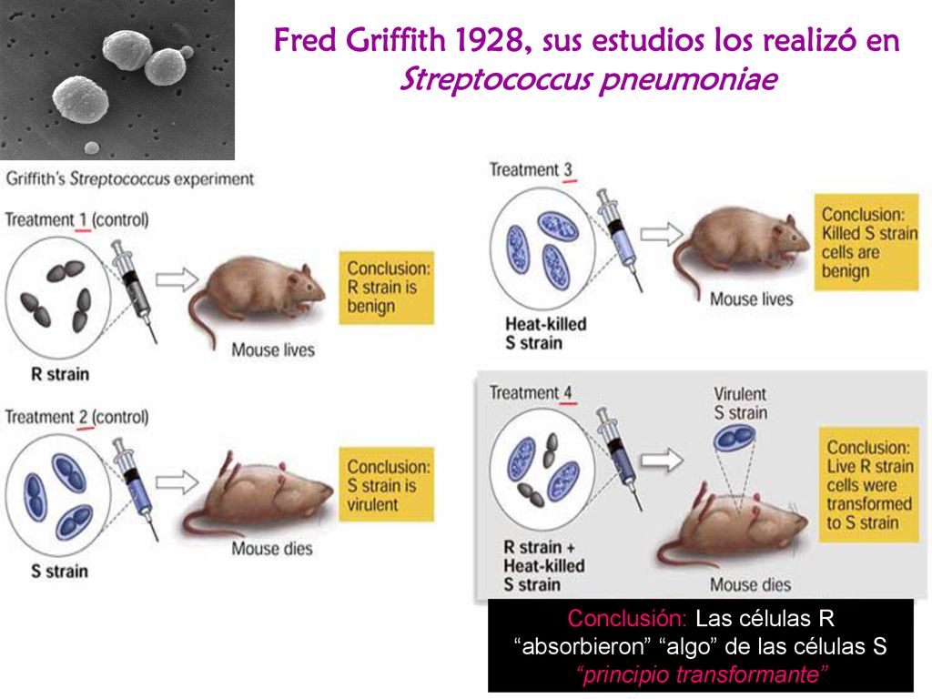 Fred Griffith 1928, sus estudios los realizó en Streptococcus pneumoniae