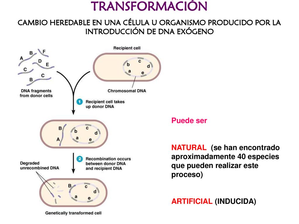 TRANSFORMACIÓN CAMBIO HEREDABLE EN UNA CÉLULA U ORGANISMO PRODUCIDO POR LA INTRODUCCIÓN DE DNA EXÓGENO.