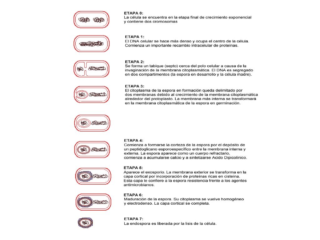 Formación de una Endospora en un Bacilo Gram Positivo