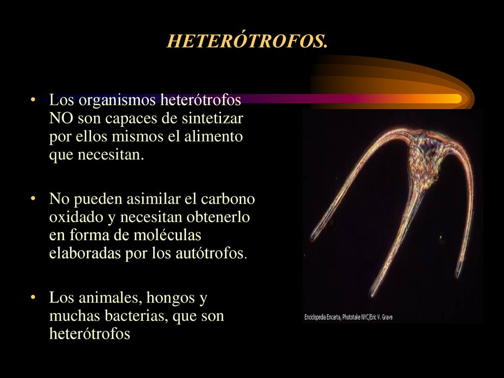 HETERÓTROFOS. Los organismos heterótrofos NO son capaces de sintetizar por ellos mismos el alimento que necesitan.