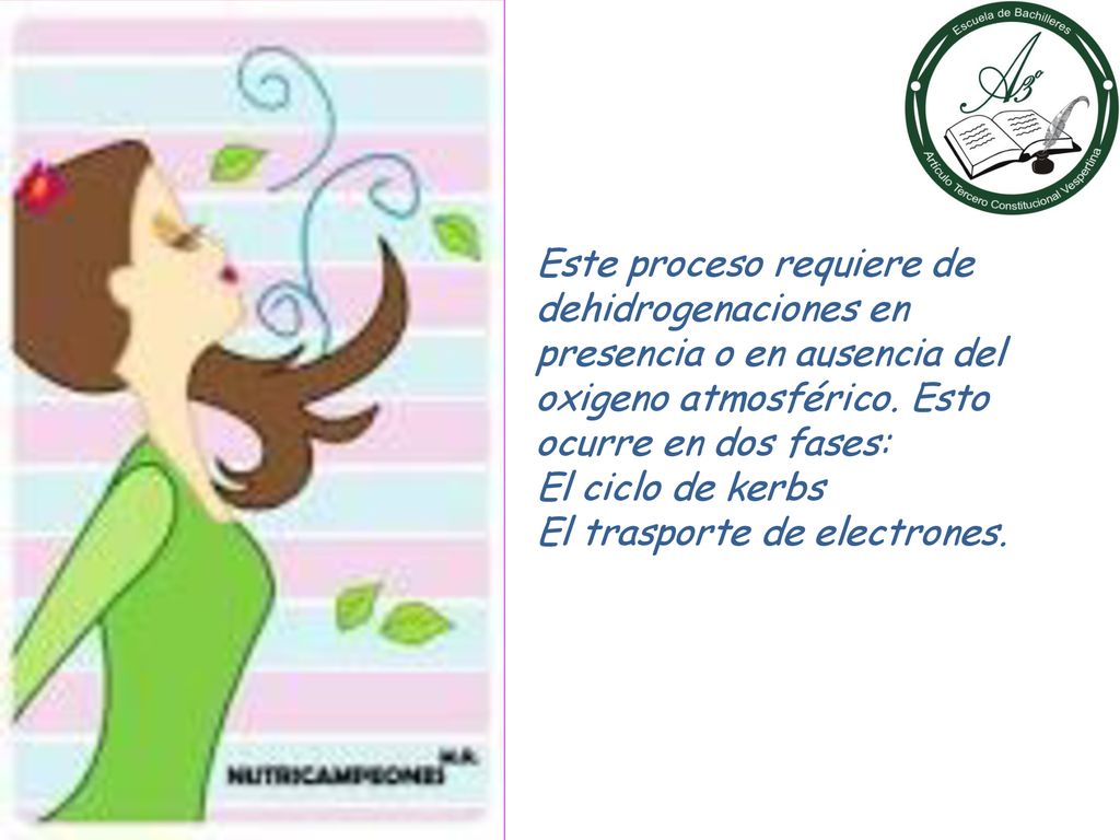 Este proceso requiere de dehidrogenaciones en presencia o en ausencia del oxigeno atmosférico. Esto ocurre en dos fases: