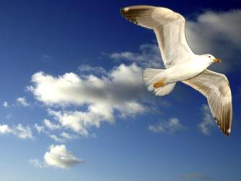 Gaviota mía Gaviota mía Y olvidaremos juntas Nuestras heridas .