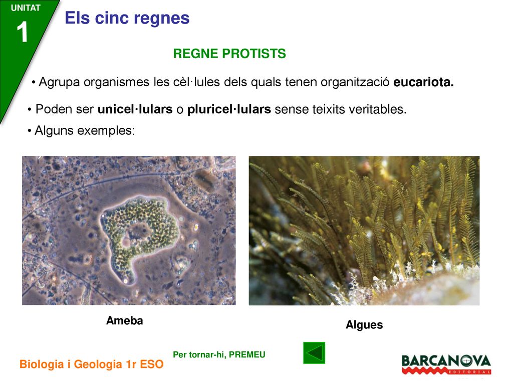 1 REGNE PROTISTS. • Agrupa organismes les cèl·lules dels quals tenen organització eucariota.