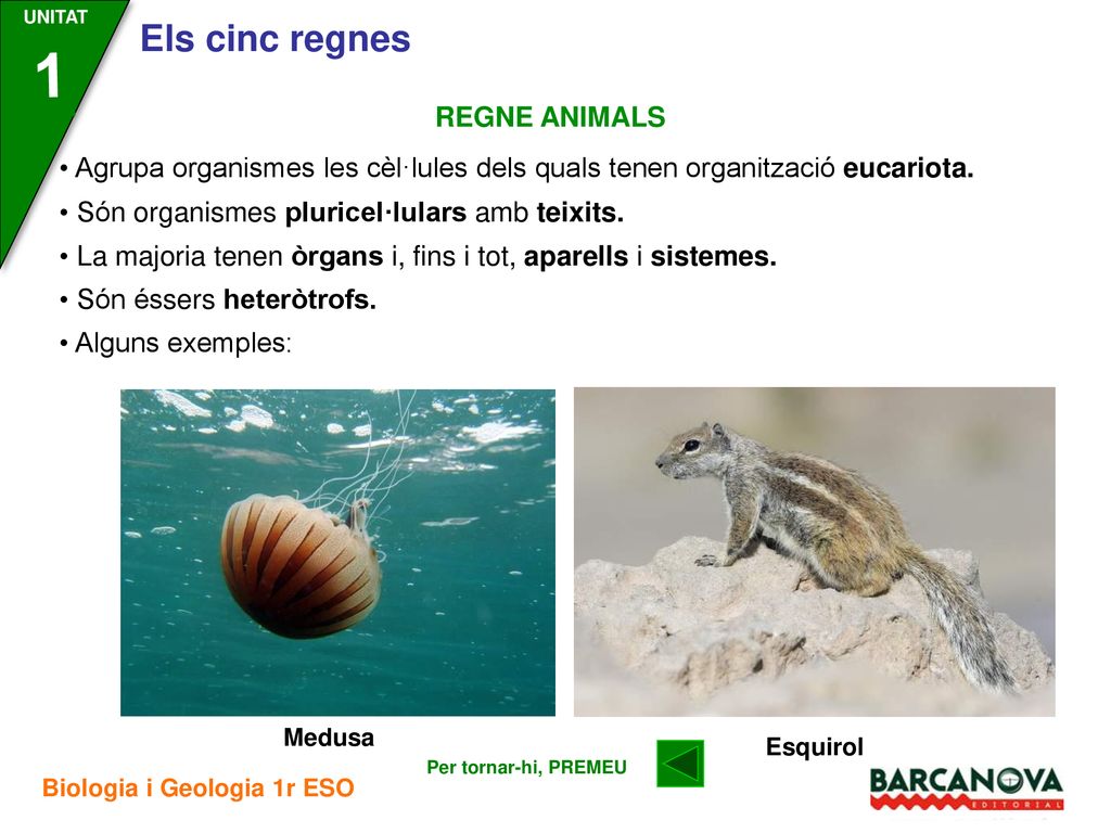 1 REGNE ANIMALS. • Agrupa organismes les cèl·lules dels quals tenen organització eucariota. • Són organismes pluricel·lulars amb teixits.