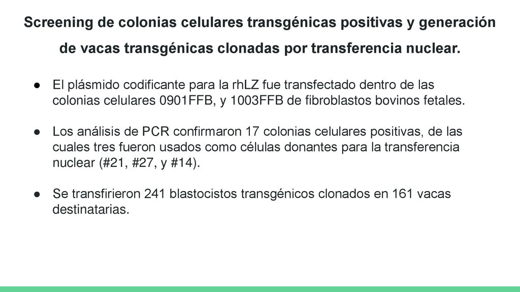 Screening de colonias celulares transgénicas positivas y generación de vacas transgénicas clonadas por transferencia nuclear.