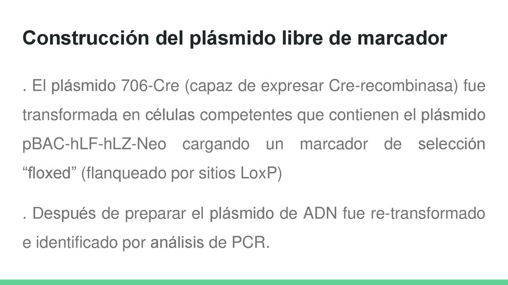 Construcción del plásmido libre de marcador