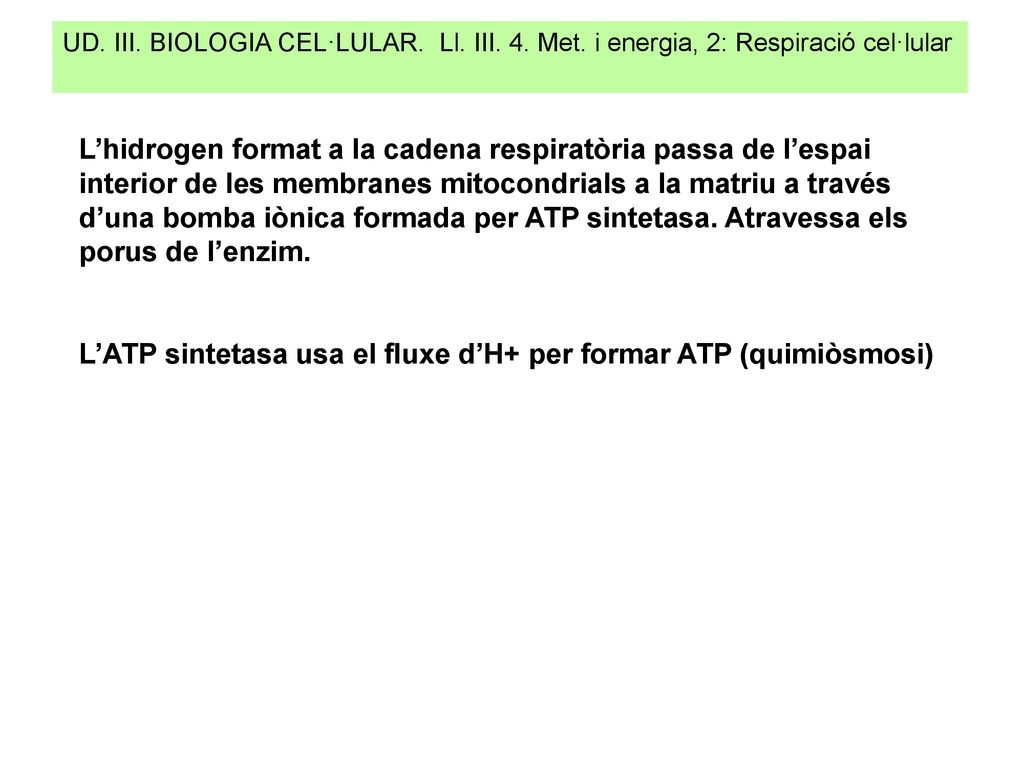 L’ATP sintetasa usa el fluxe d’H+ per formar ATP (quimiòsmosi)