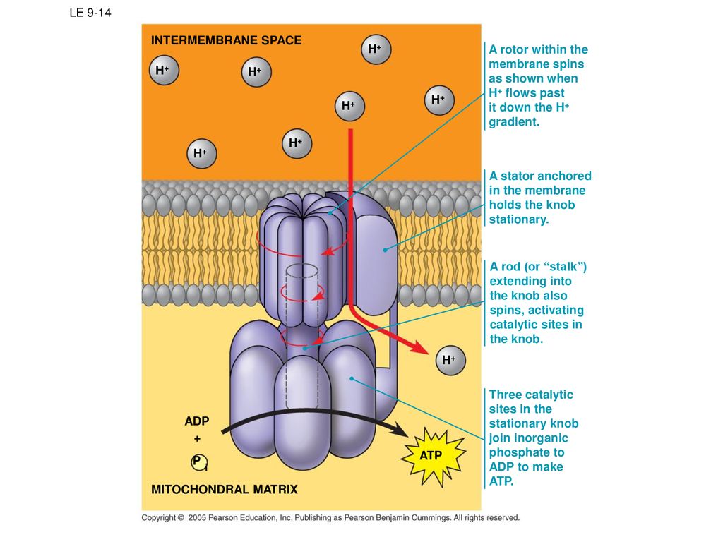 A rotor within the membrane spins as shown when H+ flows past