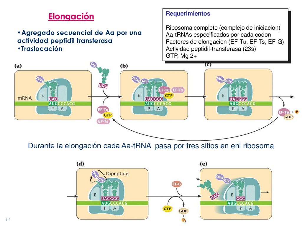 Elongación Requerimientos. Ribosoma completo (complejo de iniciacion) Aa-tRNAs especificados por cada codon.