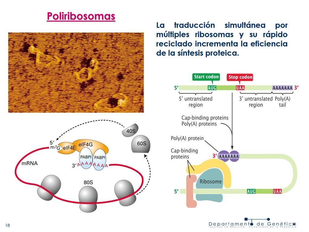 Poliribosomas La traducción simultánea por múltiples ribosomas y su rápido reciclado incrementa la eficiencia de la síntesis proteica.