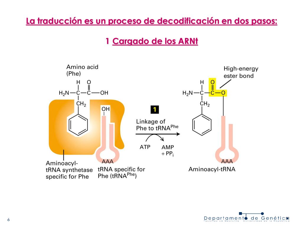 La traducción es un proceso de decodificación en dos pasos: 1 Cargado de los ARNt