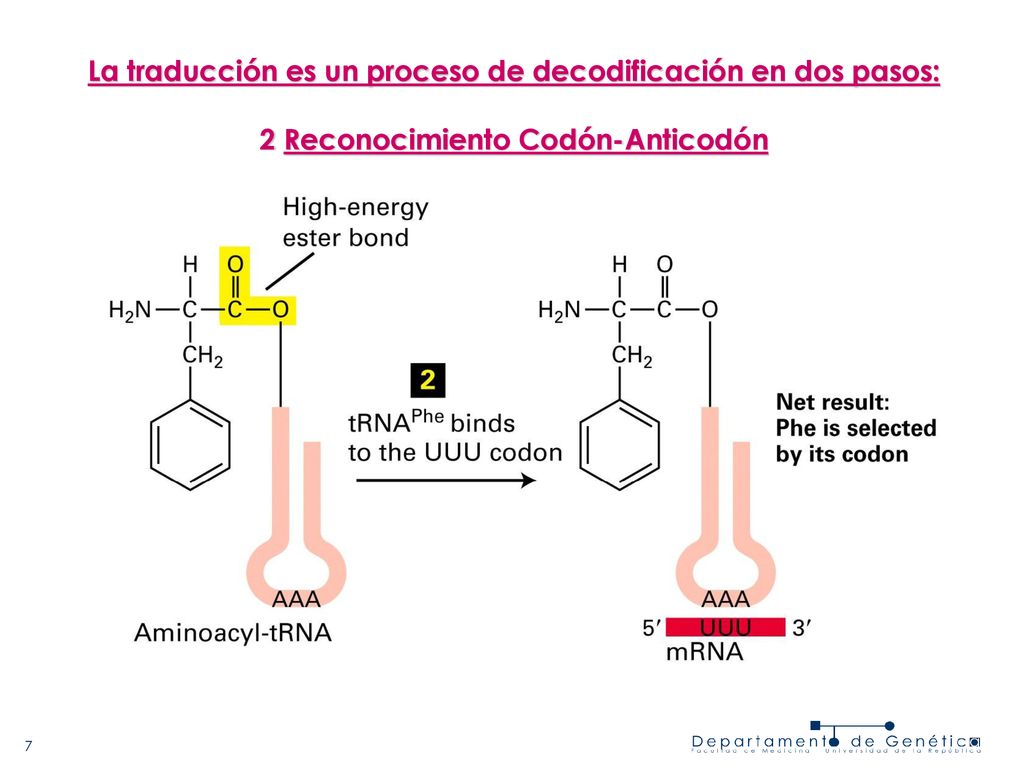 La traducción es un proceso de decodificación en dos pasos: 2 Reconocimiento Codón-Anticodón