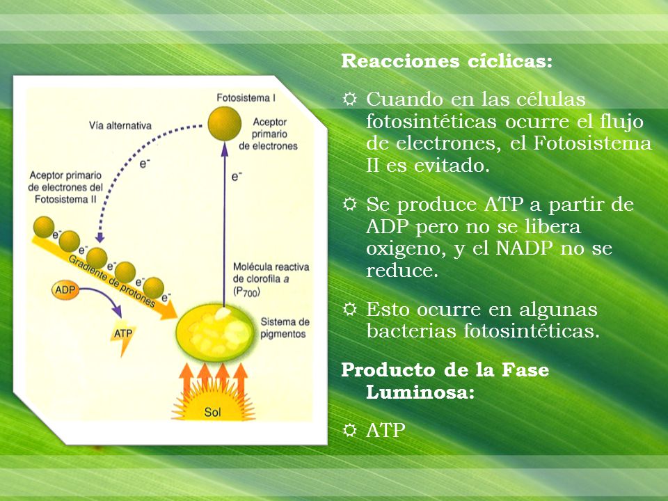 Reacciones cíclicas: Cuando en las células fotosintéticas ocurre el flujo de electrones, el Fotosistema II es evitado.