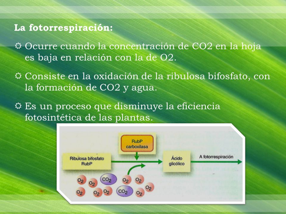 La fotorrespiración: Ocurre cuando la concentración de CO2 en la hoja es baja en relación con la de O2.