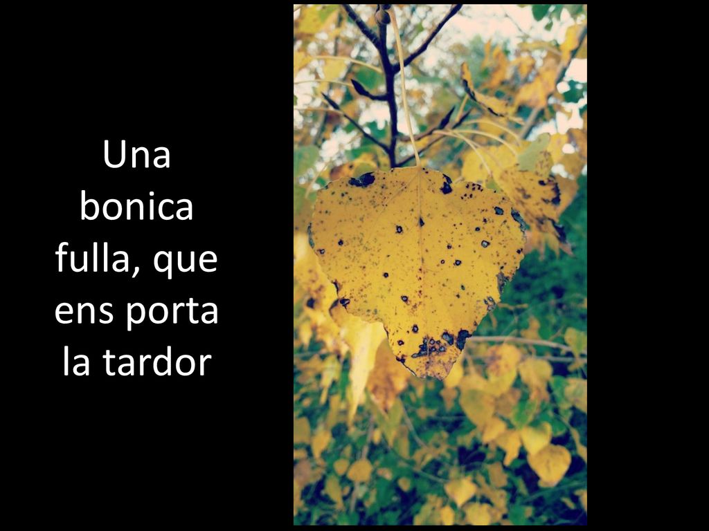 Una bonica fulla, que ens porta la tardor