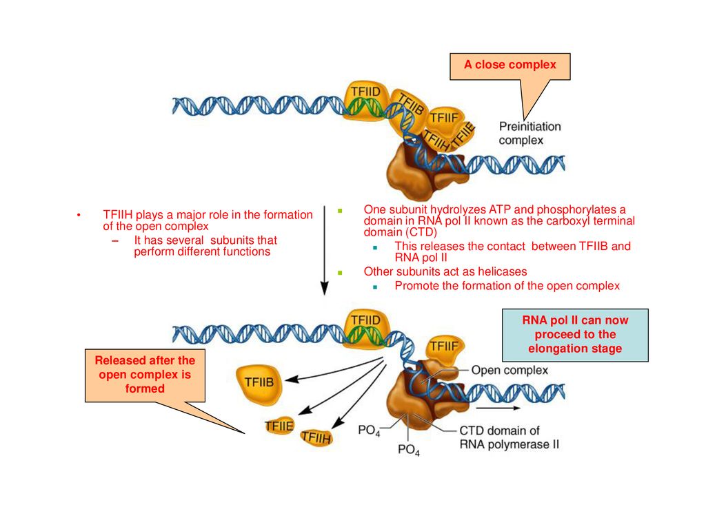 TFIIH plays a major role in the formation of the open complex