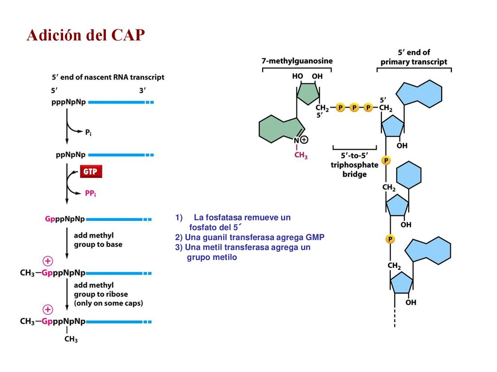Adición del CAP La fosfatasa remueve un fosfato del 5´