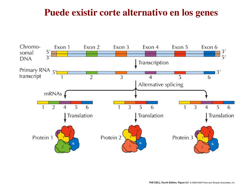 Puede existir corte alternativo en los genes