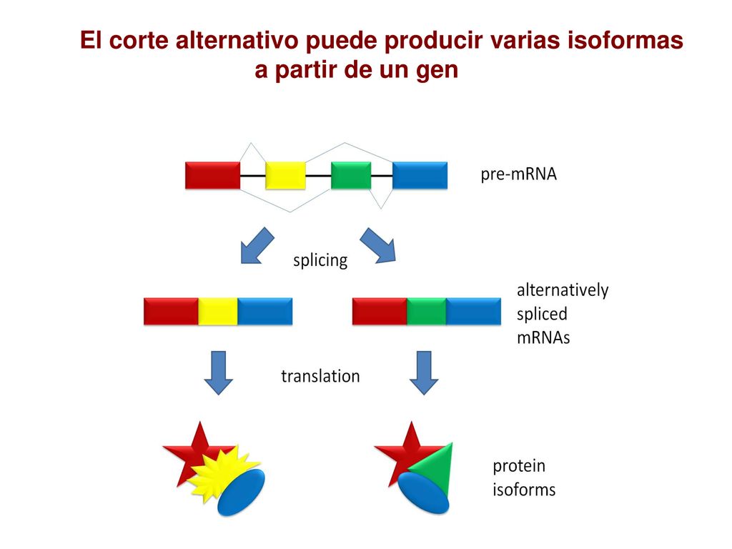 El corte alternativo puede producir varias isoformas