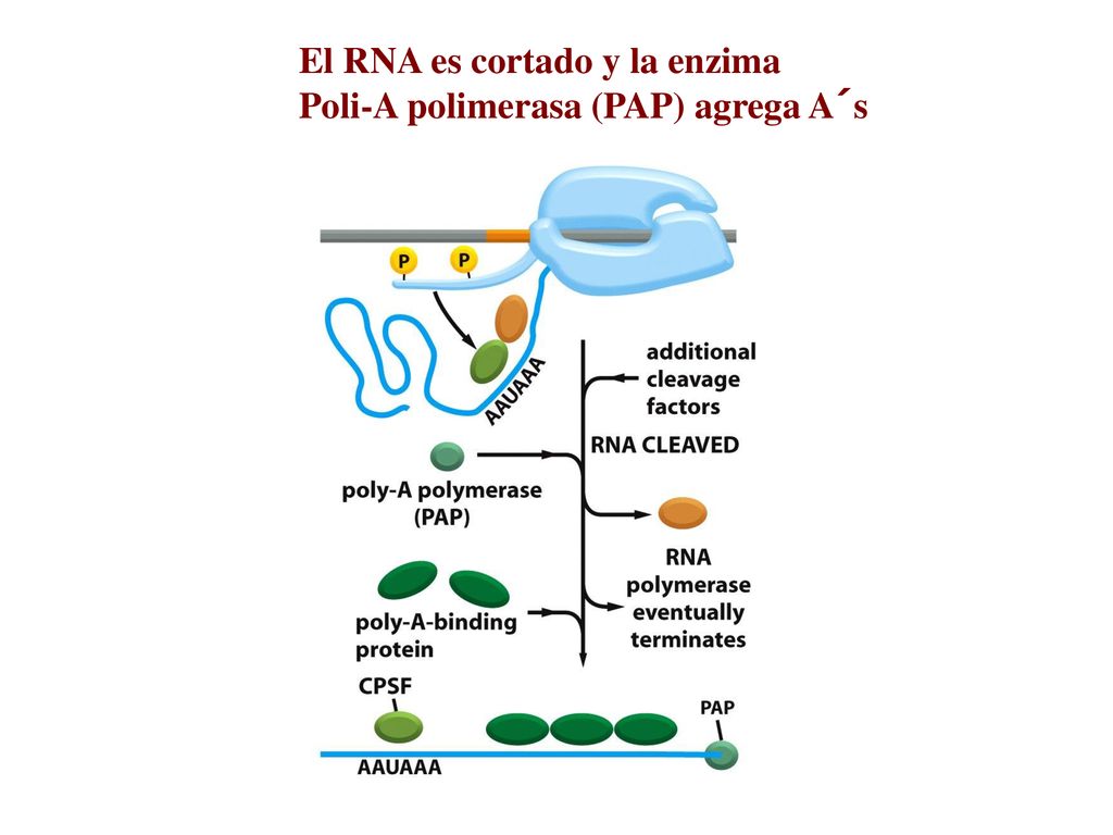 El RNA es cortado y la enzima