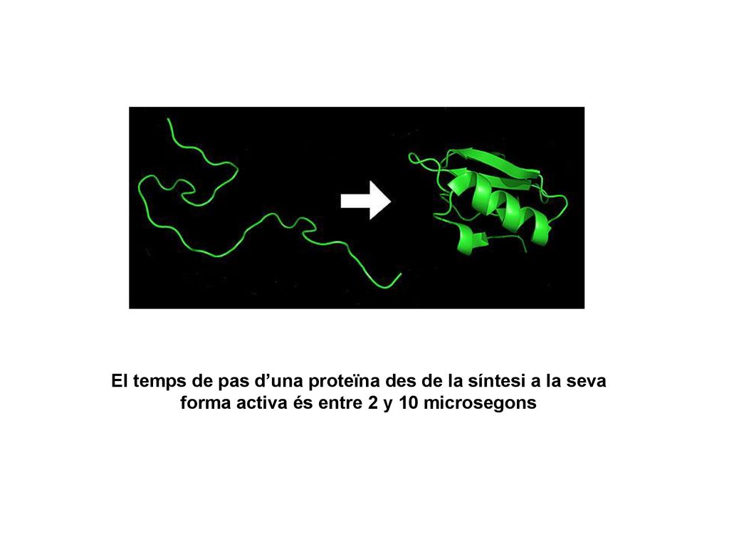 El temps de pas d’una proteïna des de la síntesi a la seva forma activa és entre 2 y 10 microsegons