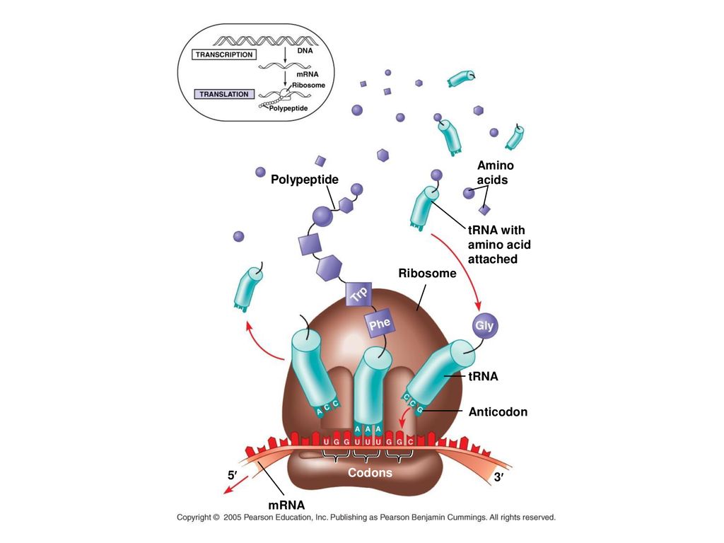 Amino acids Polypeptide tRNA with amino acid attached Ribosome tRNA Anticodon 5¢ Codons 3¢ mRNA