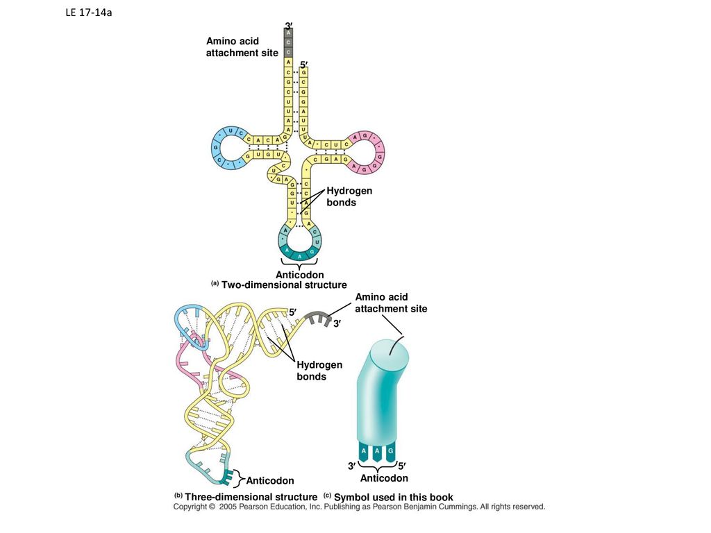 LE 17-14a 3¢ Amino acid attachment site 5¢ Hydrogen bonds Anticodon