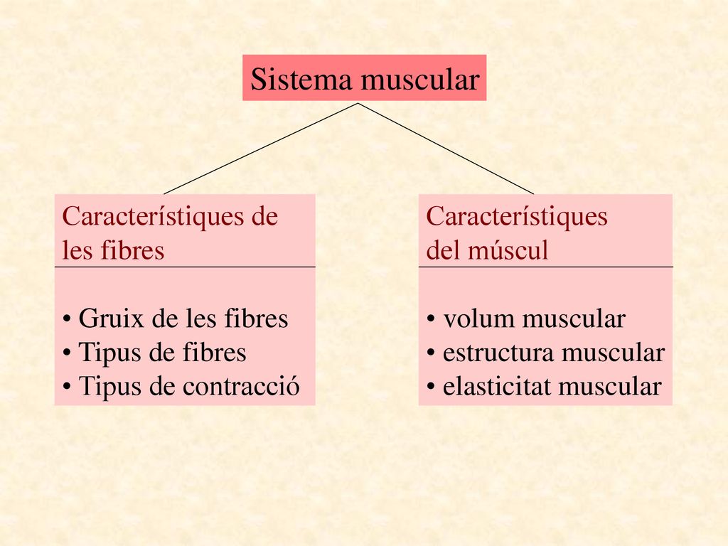 Sistema muscular Característiques de les fibres Gruix de les fibres