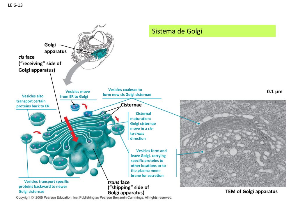Sistema de Golgi Golgi apparatus cis face ( receiving side of