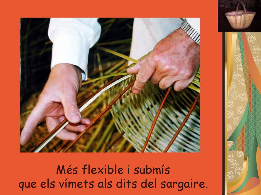 Més flexible i submís que els vímets als dits del sargaire.