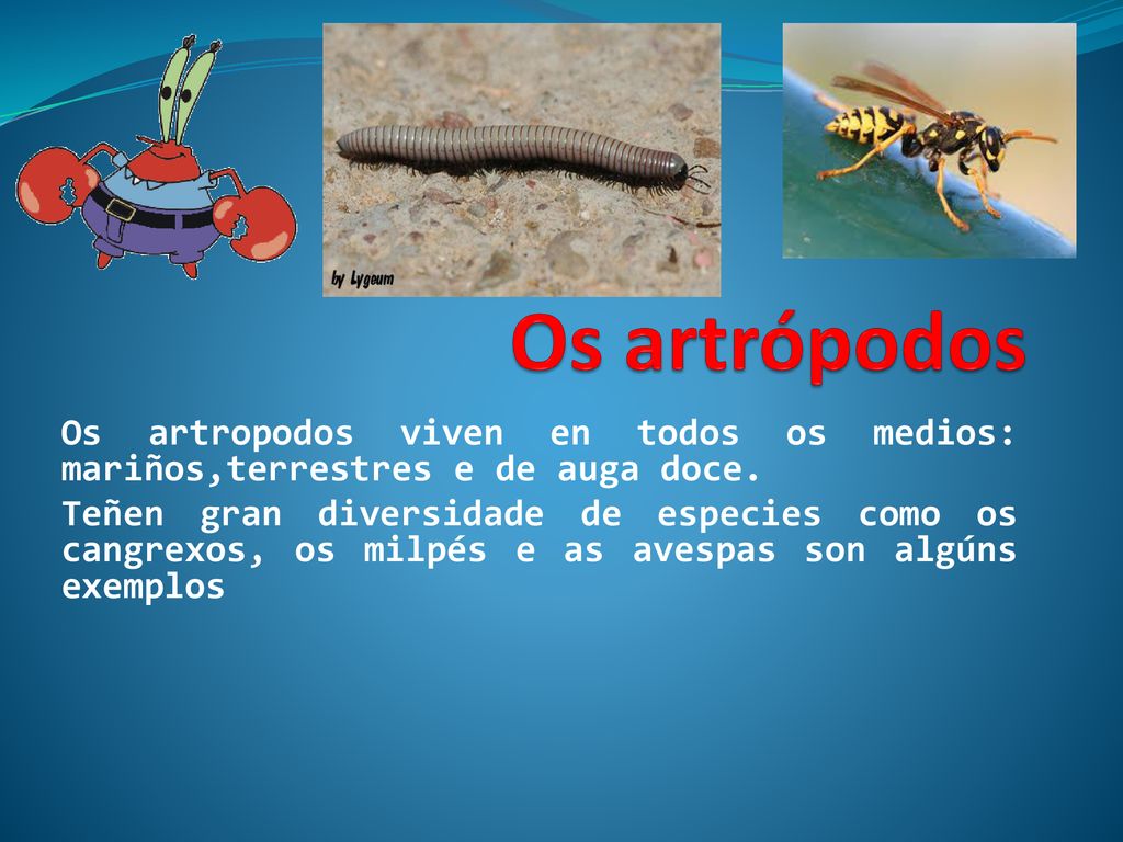 Os artrópodos Os artropodos viven en todos os medios: mariños,terrestres e de auga doce.