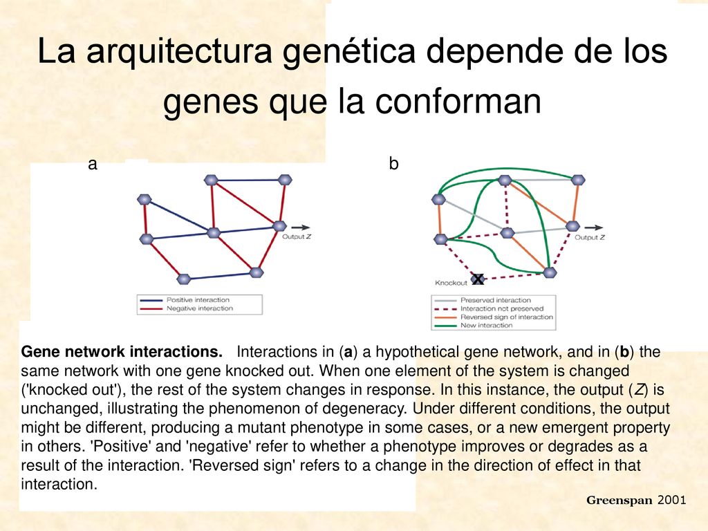 La arquitectura genética depende de los genes que la conforman
