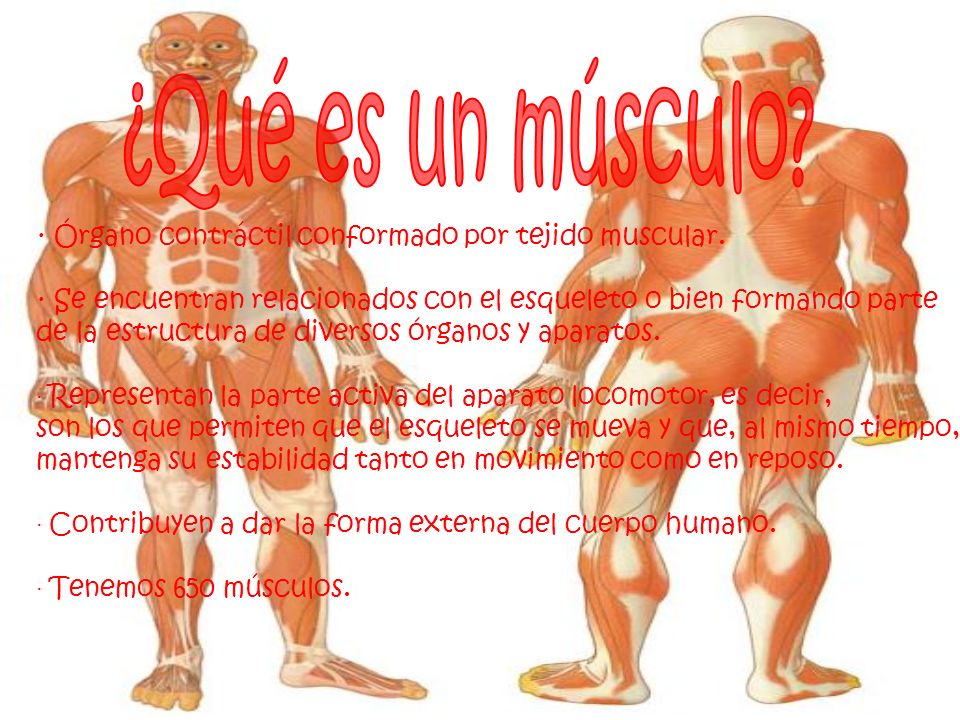 ¿Qué es un músculo · Órgano contráctil conformado por tejido muscular. · Se encuentran relacionados con el esqueleto o bien formando parte.