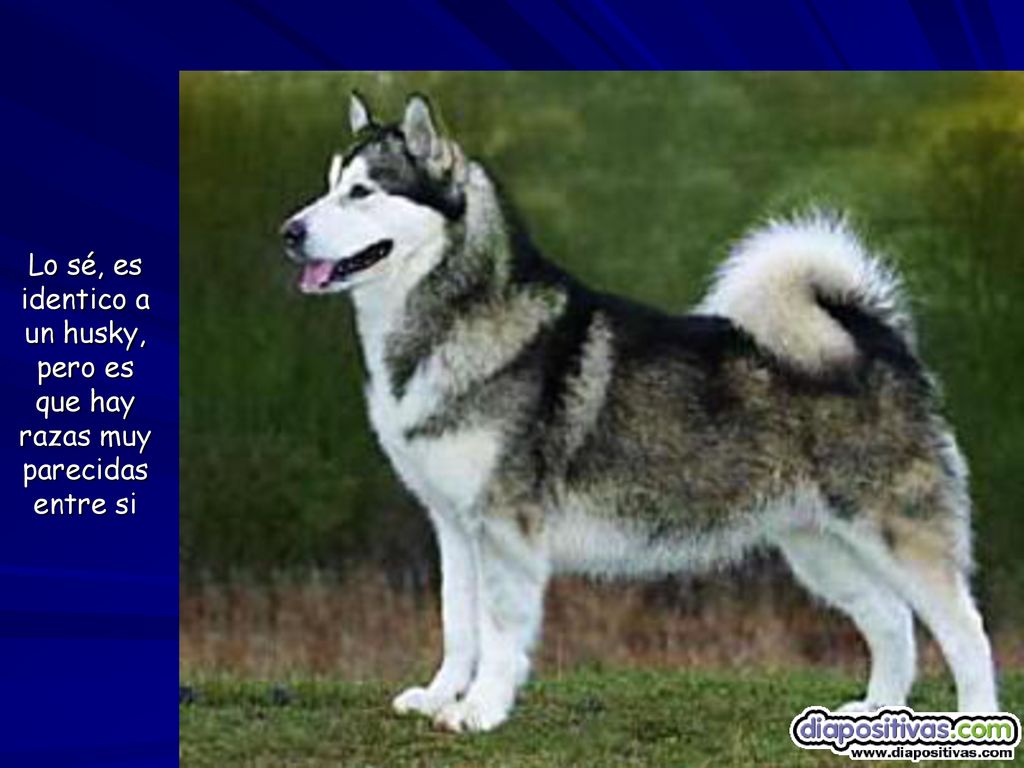 Lo sé, es identico a un husky, pero es que hay razas muy parecidas entre si