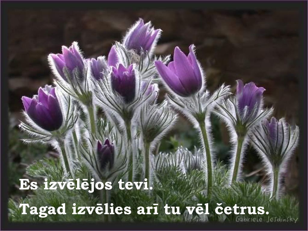 Es izvēlējos tevi. Tagad izvēlies arī tu vēl četrus.