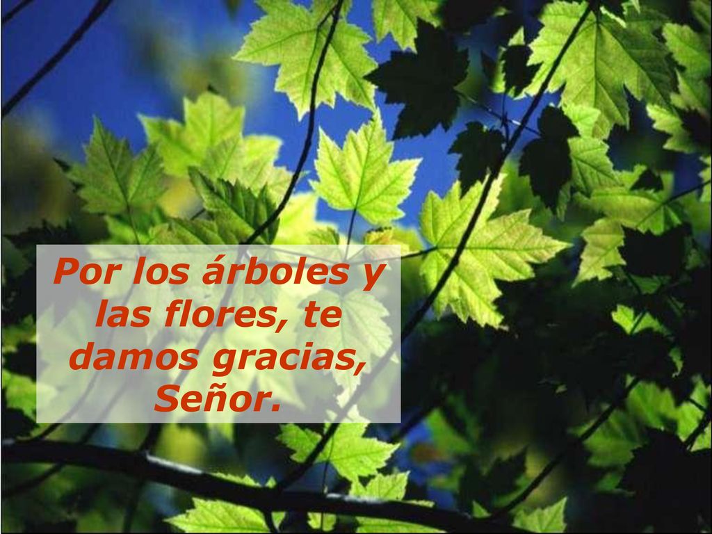 Por los árboles y las flores, te damos gracias, Señor.