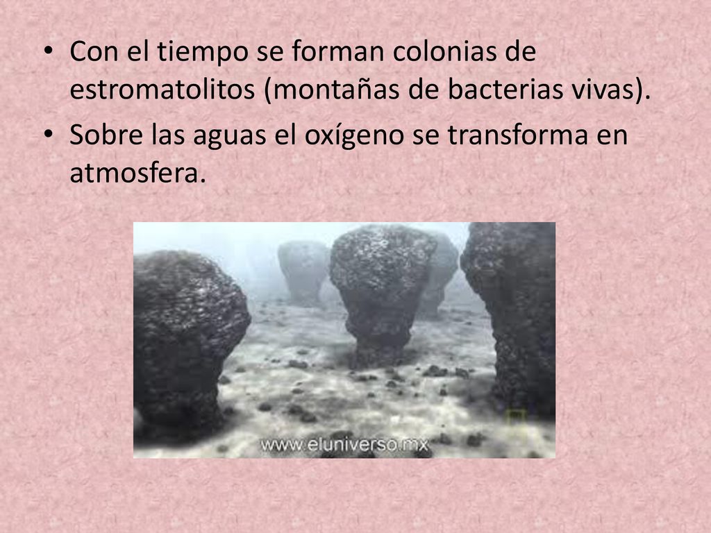 Con el tiempo se forman colonias de estromatolitos (montañas de bacterias vivas).